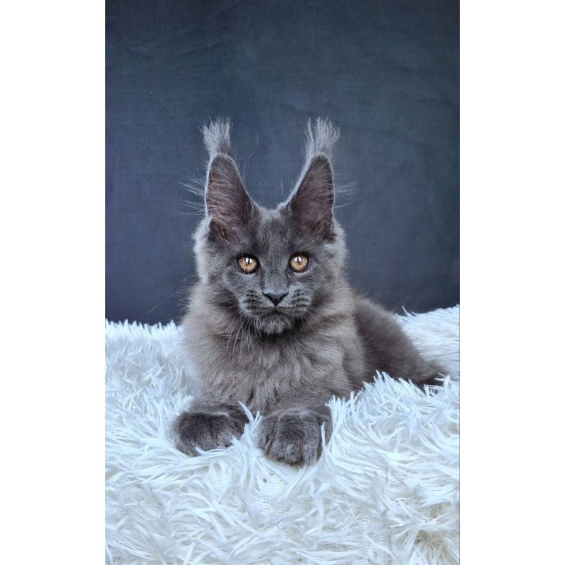 Maine Coon NOV Florencia