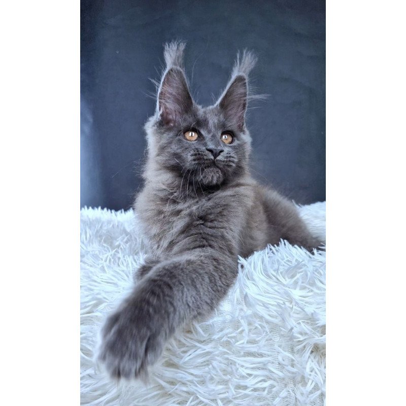 Maine Coon NOV Florencia