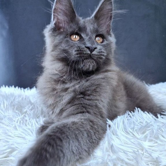 Maine Coon NOV Florencia