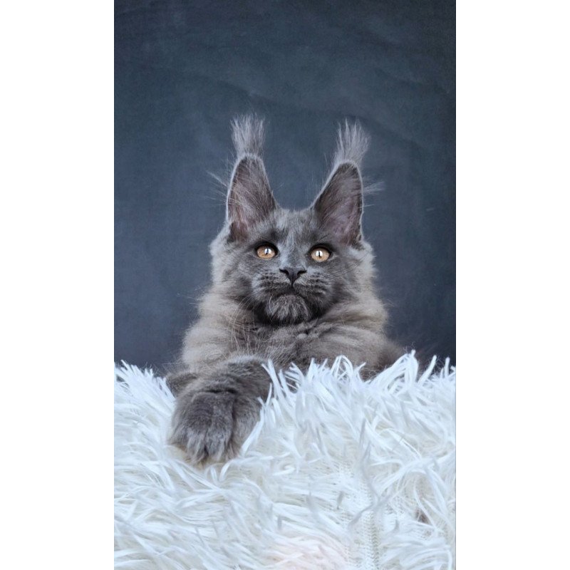 Maine Coon NOV Florencia