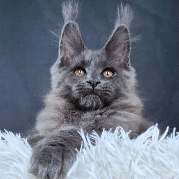Maine Coon NOV Florencia
