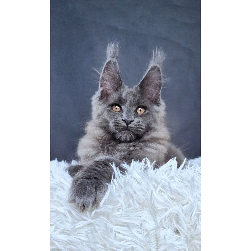 Maine Coon NOV Florencia