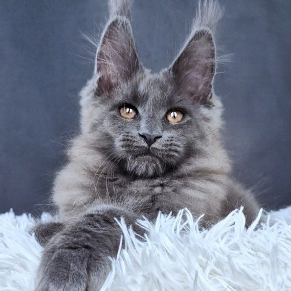 Maine Coon NOV Florencia