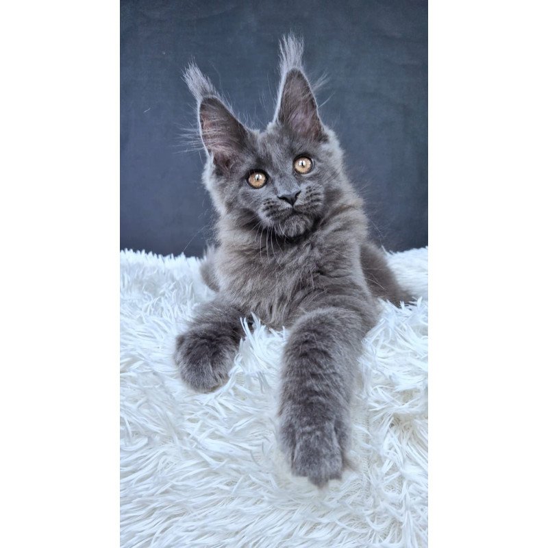 Maine Coon NOV Florencia