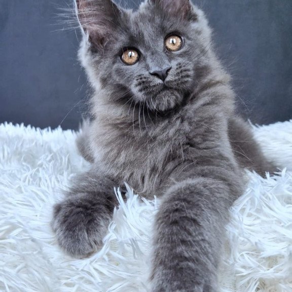 Maine Coon NOV Florencia