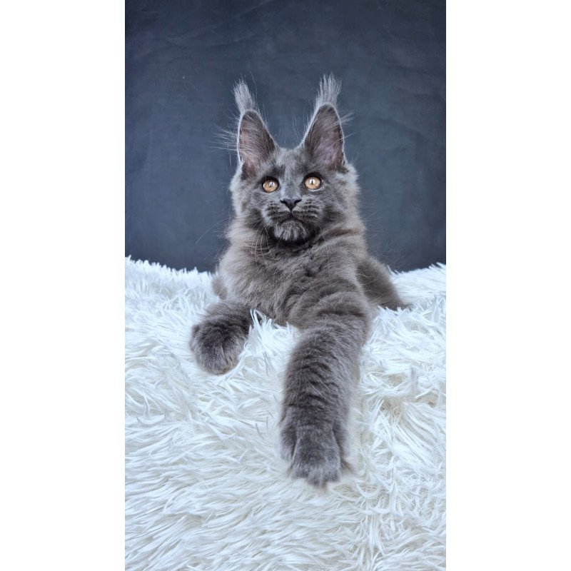 Maine Coon NOV Florencia