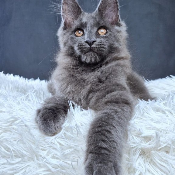 Maine Coon NOV Florencia