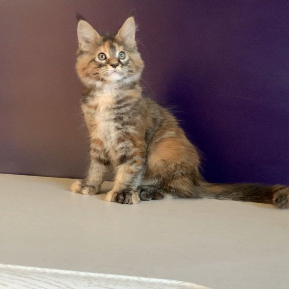 Maine Coon NOV Rafaela Polydactyl
