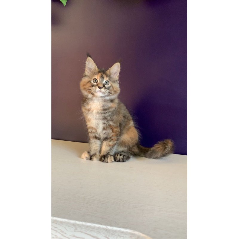 Maine Coon NOV Rafaela Polydactyl