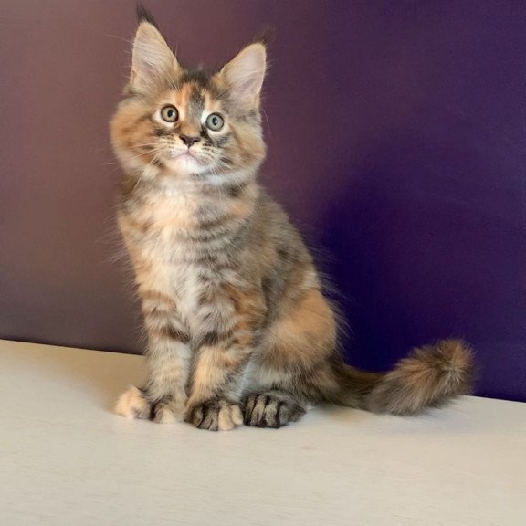 Maine Coon NOV Rafaela Polydactyl