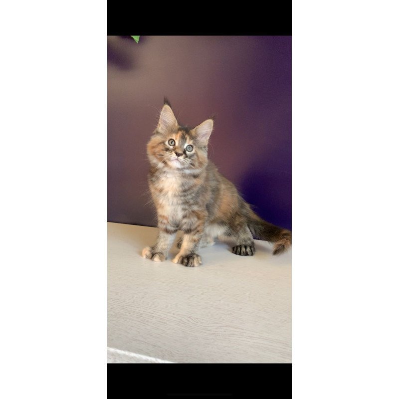 Maine Coon NOV Rafaela Polydactyl