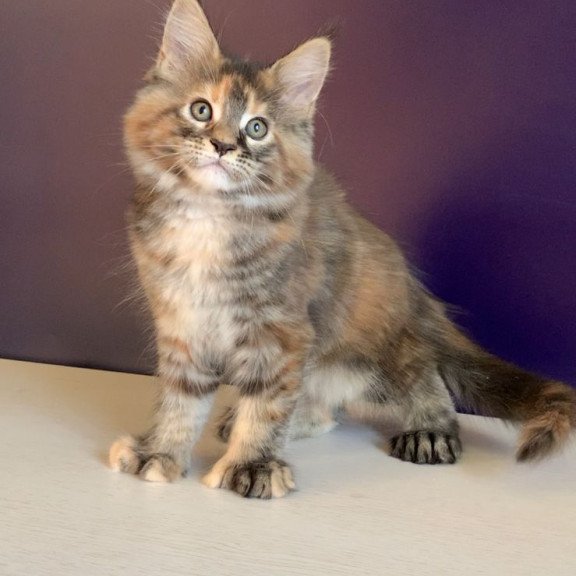 Maine Coon NOV Rafaela Polydactyl