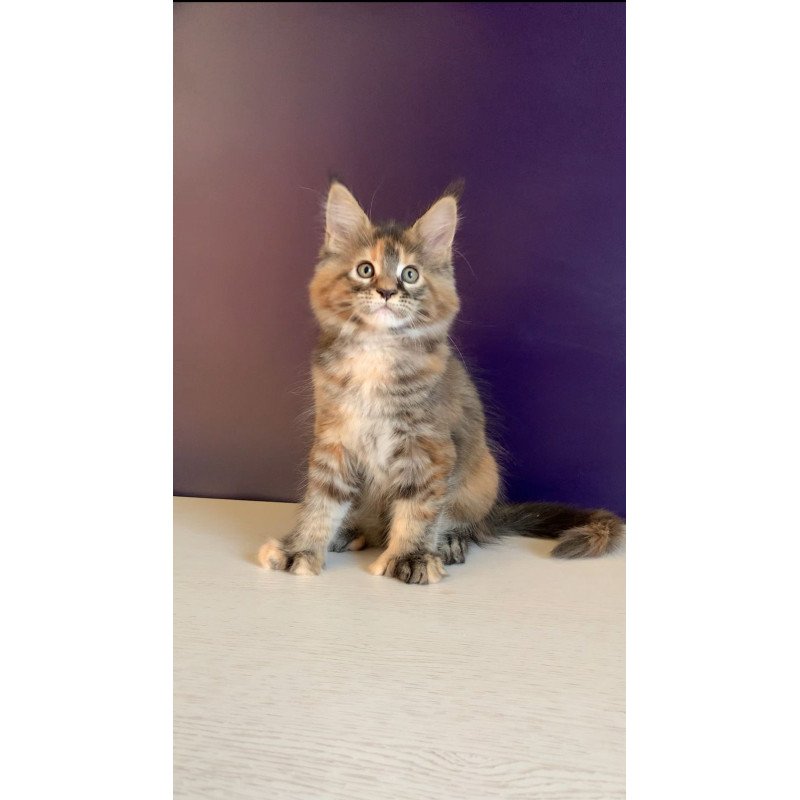Maine Coon NOV Rafaela Polydactyl