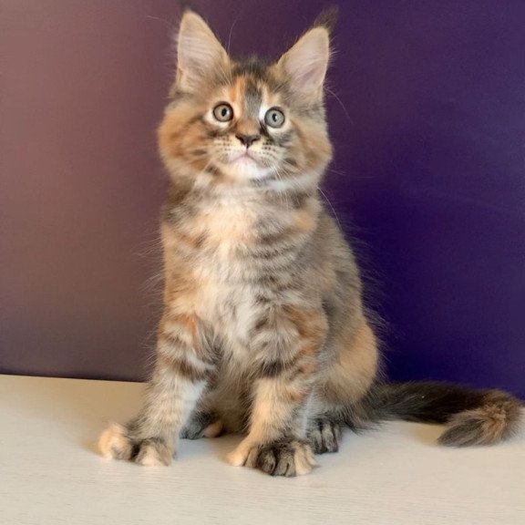 Maine Coon NOV Rafaela Polydactyl
