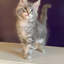 Maine Coon NOV Rembrant
