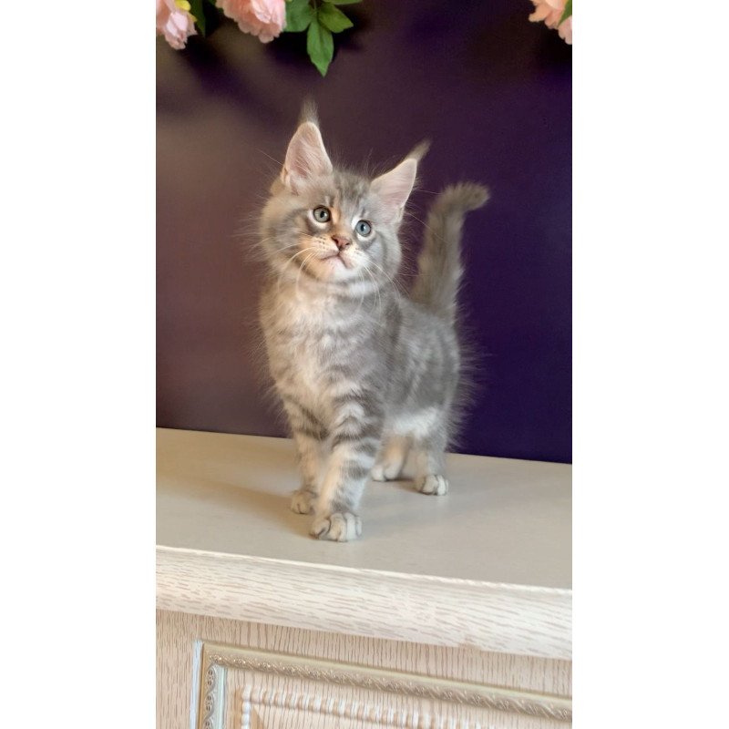 Maine Coon NOV Rembrant
