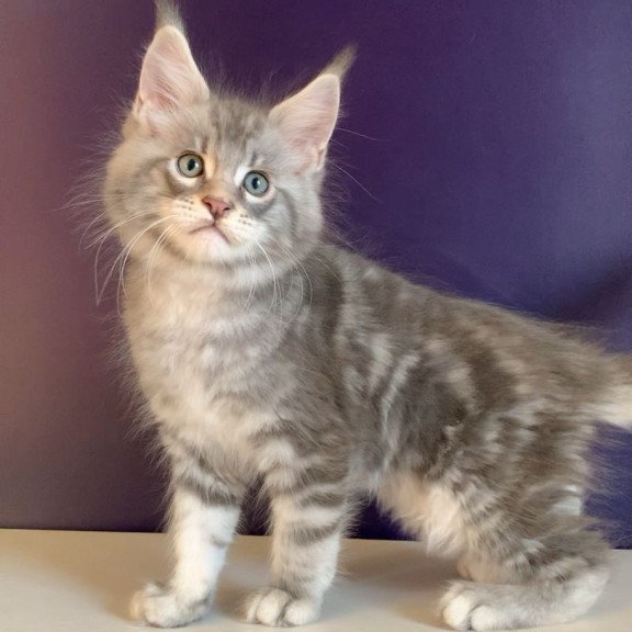 Maine Coon NOV Rembrant
