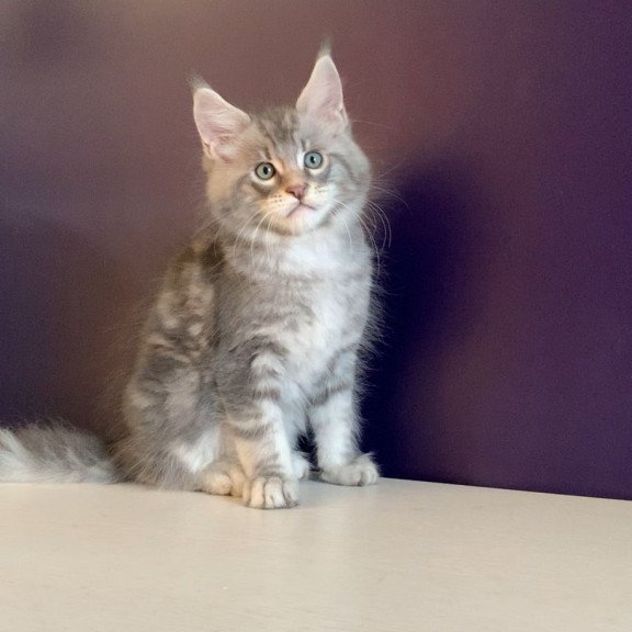 Maine Coon NOV Rembrant