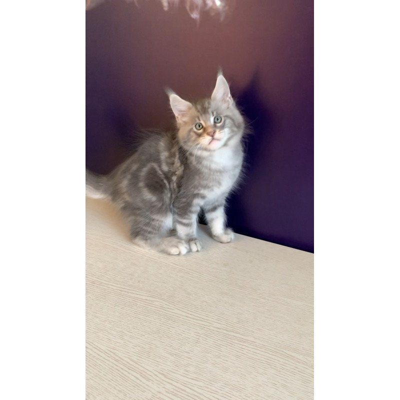 Maine Coon NOV Rembrant