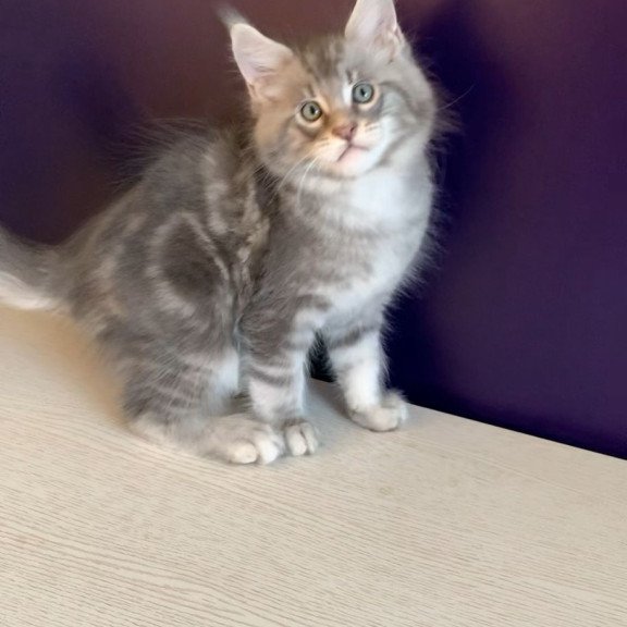 Maine Coon NOV Rembrant
