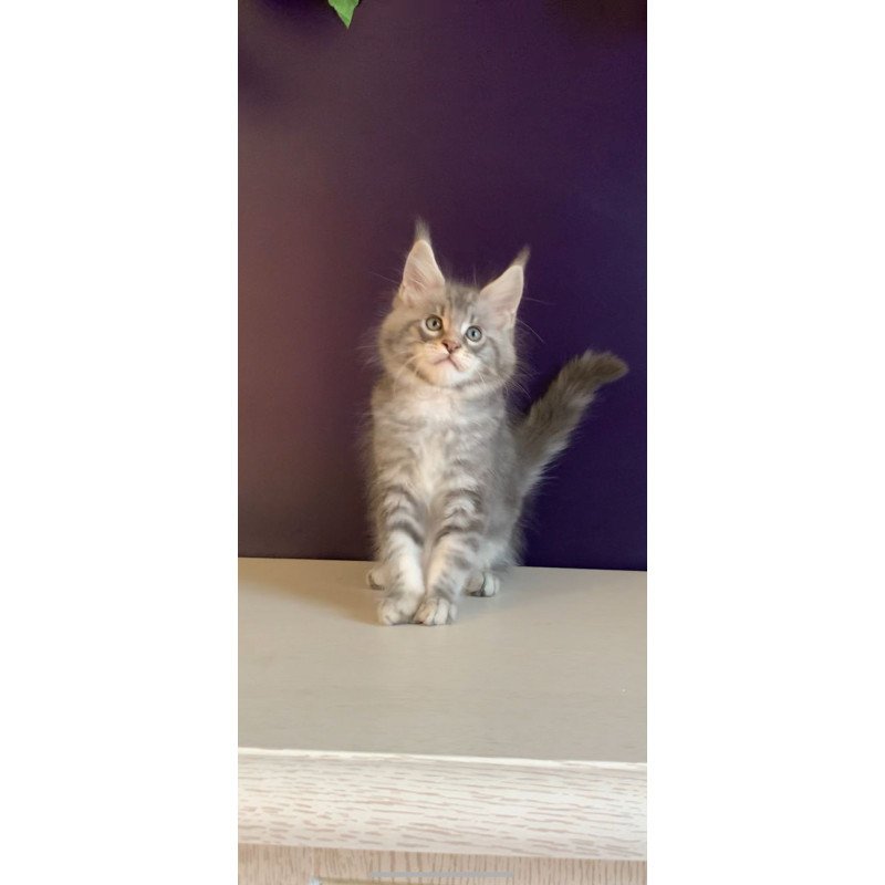 Maine Coon NOV Rembrant