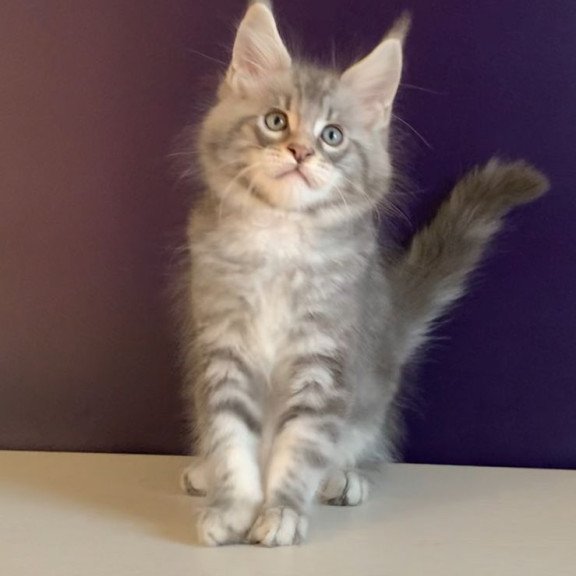 Maine Coon NOV Rembrant