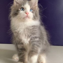Maine Coon NOV Quinella