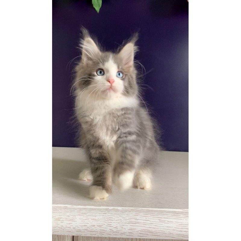 Maine Coon NOV Quinella