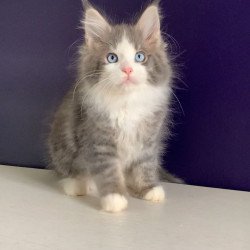 Maine Coon NOV Quinella