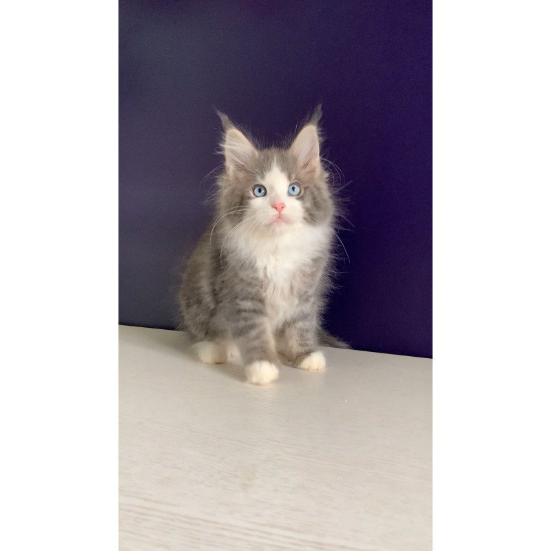 Maine Coon NOV Quinella