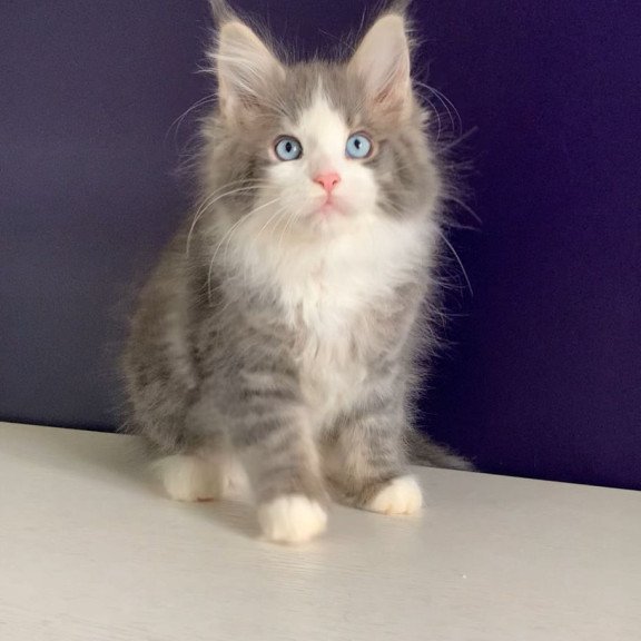 Maine Coon NOV Quinella