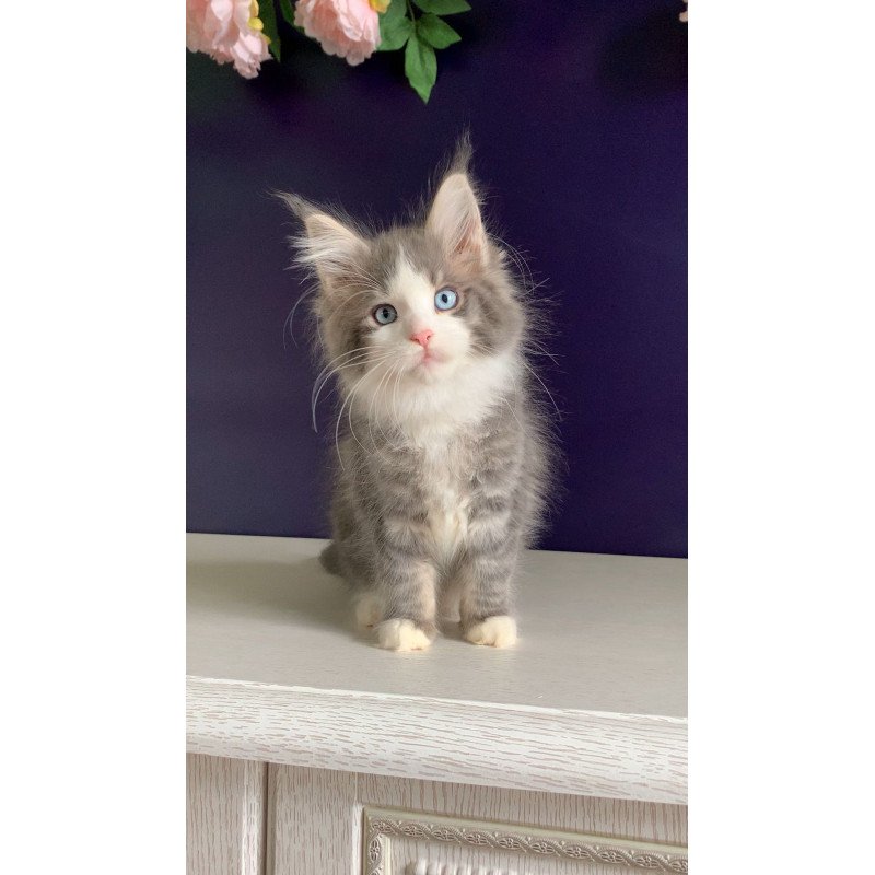Maine Coon NOV Quinella