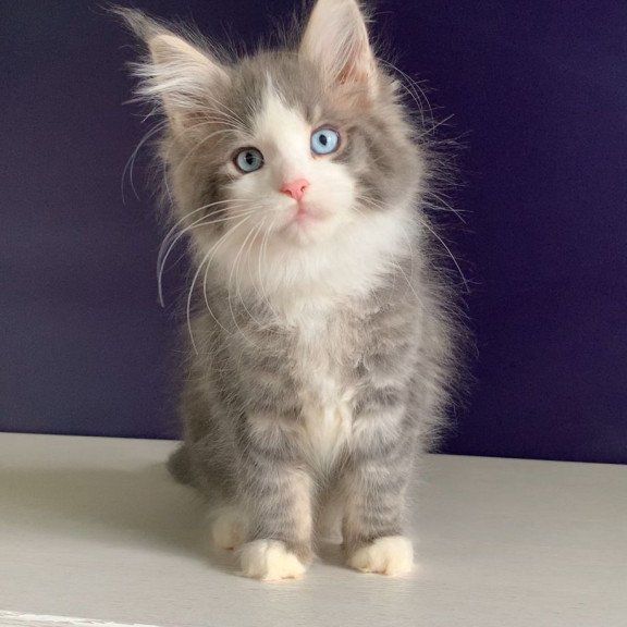 Maine Coon NOV Quinella