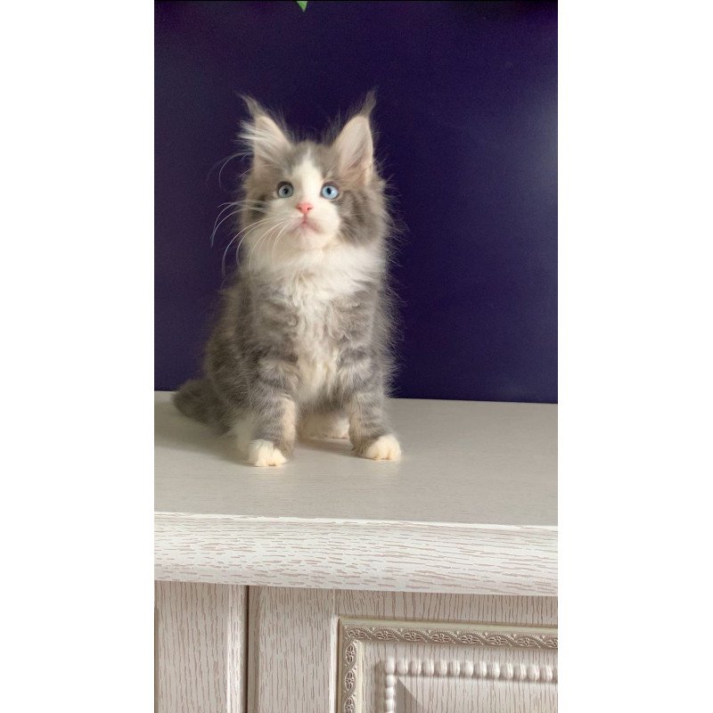 Maine Coon NOV Quinella