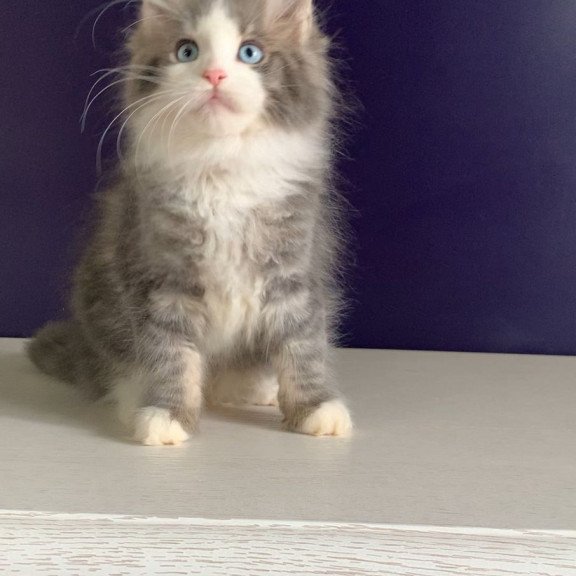 Maine Coon NOV Quinella
