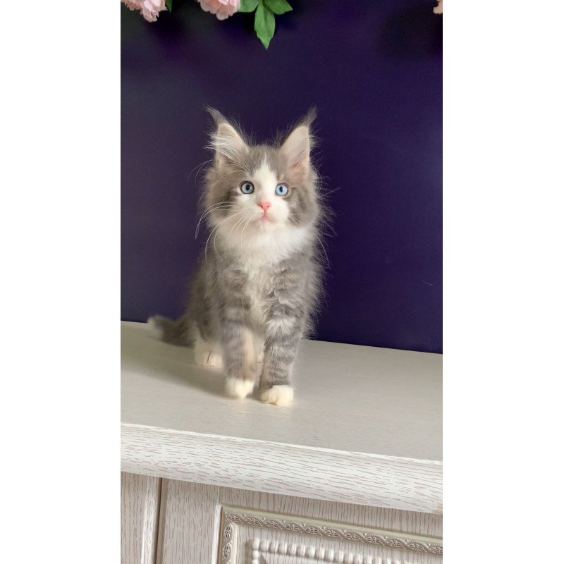 Maine Coon NOV Quinella