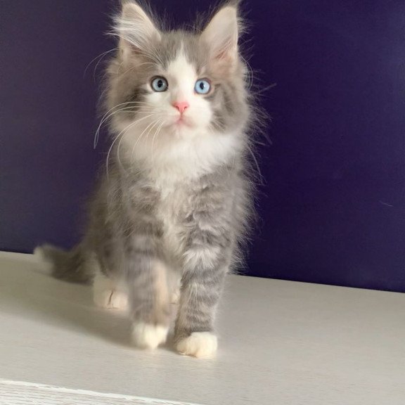Maine Coon NOV Quinella