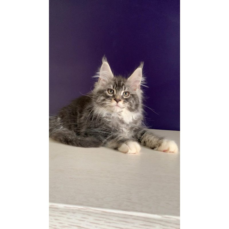 Maine Coon NOV Quim