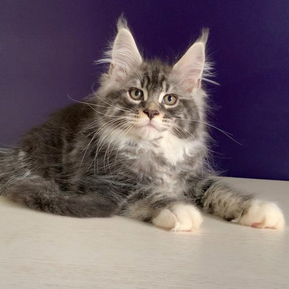 Maine Coon NOV Quim
