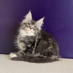 Maine Coon NOV Quim