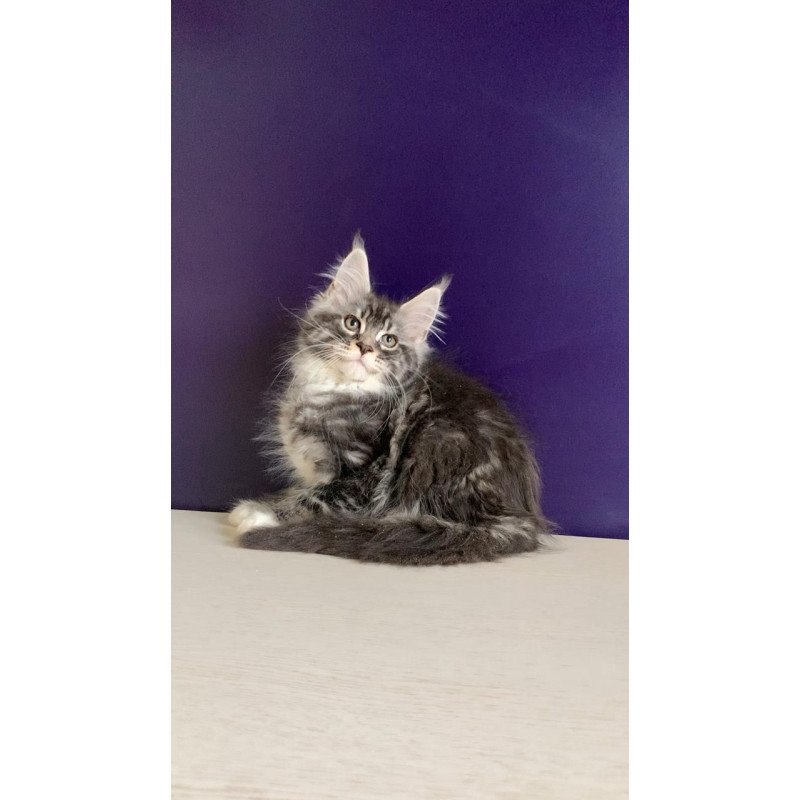 Maine Coon NOV Quim