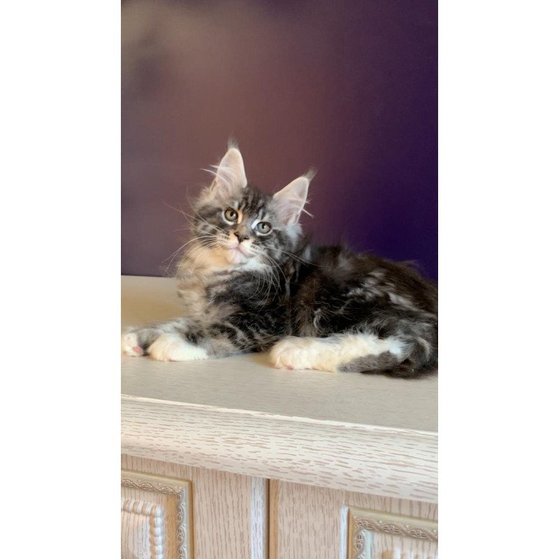 Maine Coon NOV Quim