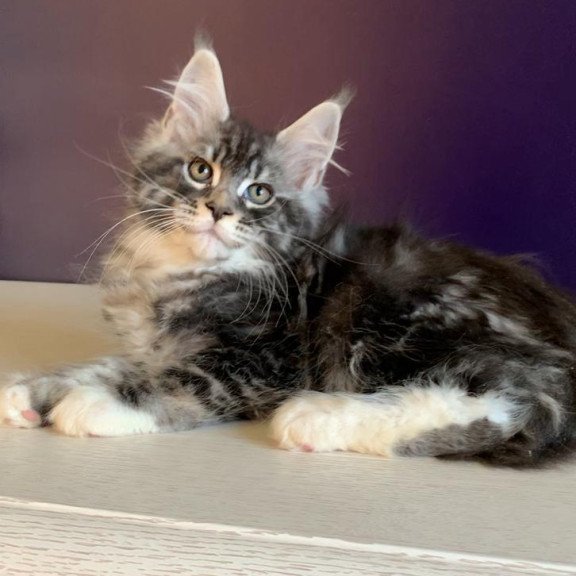 Maine Coon NOV Quim
