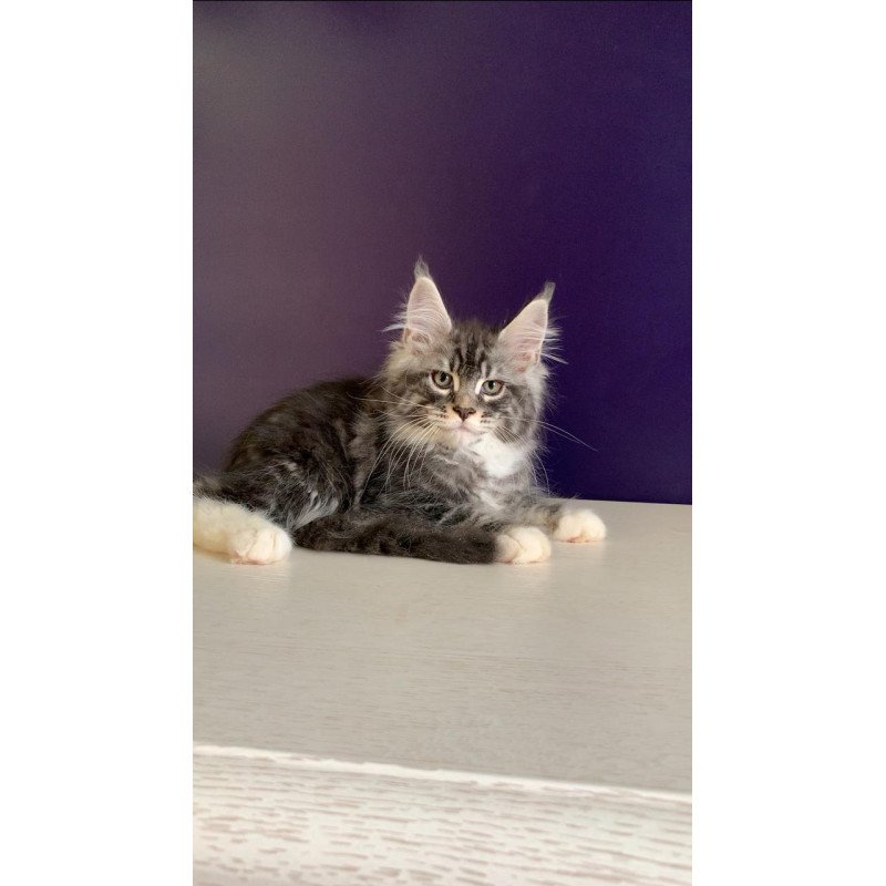 Maine Coon NOV Quim