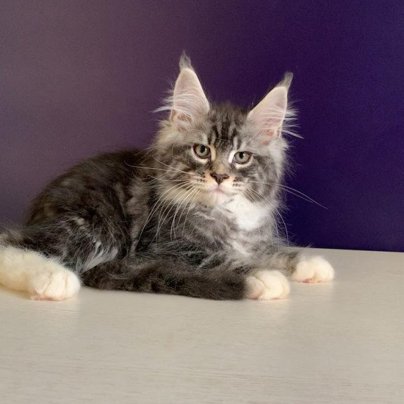 Maine Coon NOV Quim