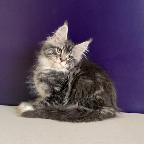 Maine Coon NOV Quim