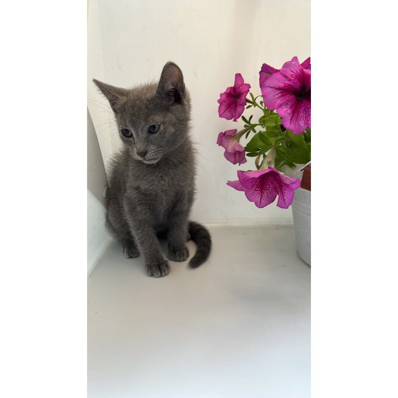 Russian Blue NOV Mars