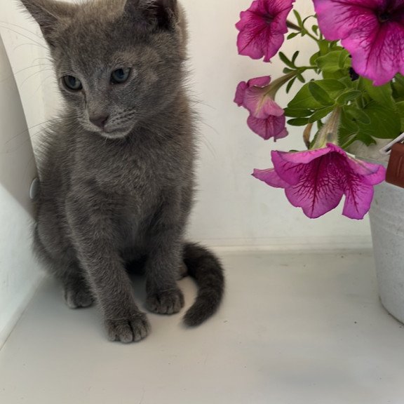 Russian Blue NOV Mars