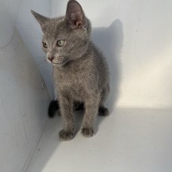 Russian Blue NOV Mars