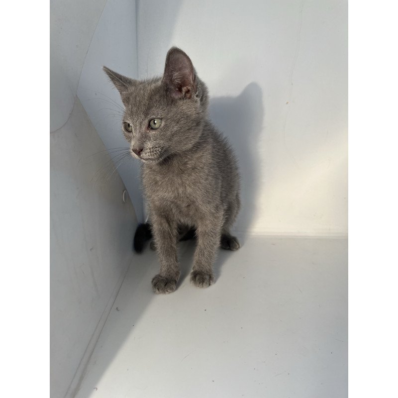 Russian Blue NOV Mars